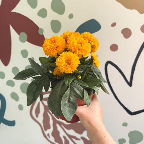 Coreopsis grandiflora 'Double The Sun' [Herbaceous Perennial] - Sprouts of Bristol