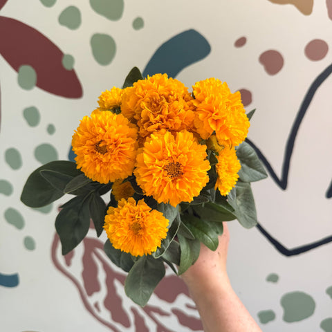 Coreopsis grandiflora 'Double The Sun' [Herbaceous Perennial] - Sprouts of Bristol