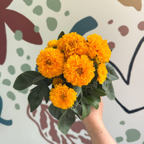 Coreopsis grandiflora 'Double The Sun' [Herbaceous Perennial] - Sprouts of Bristol