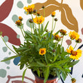 Coreopsis grandiflora 'Grand Yellow' [Herbaceous Perennial] - Sprouts of Bristol