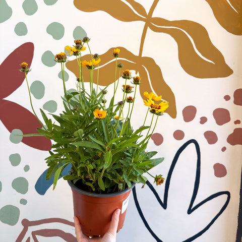 Coreopsis grandiflora 'Grand Yellow' [Herbaceous Perennial] - Sprouts of Bristol