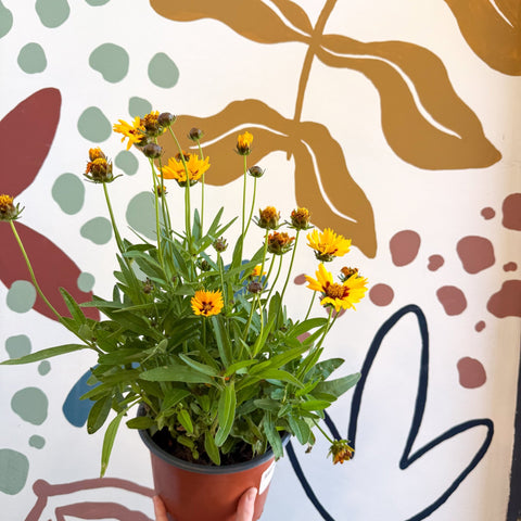 Coreopsis grandiflora 'Grand Yellow' [Herbaceous Perennial] - Sprouts of Bristol