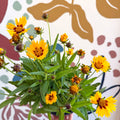 Coreopsis grandiflora 'Grand Yellow' [Herbaceous Perennial] - Sprouts of Bristol