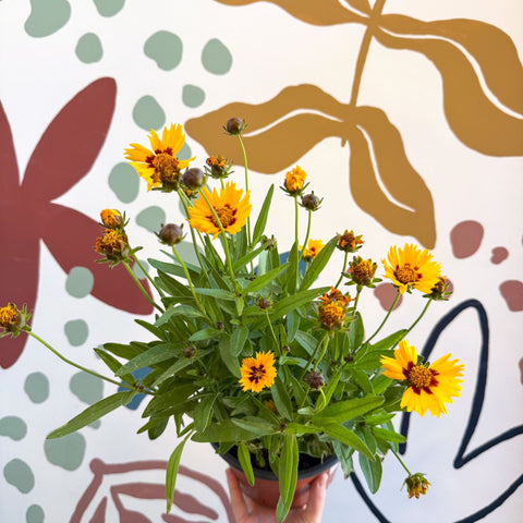 Coreopsis grandiflora 'Grand Yellow' [Herbaceous Perennial] - Sprouts of Bristol