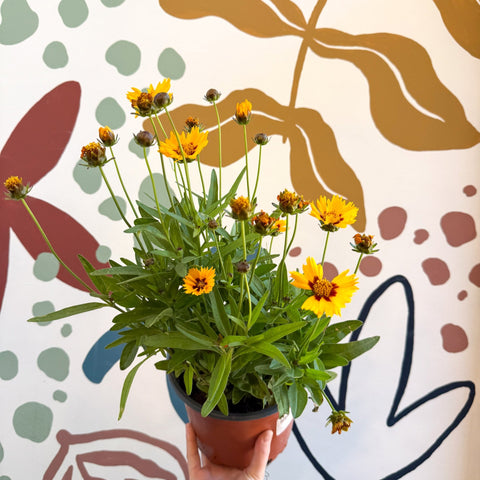 Coreopsis grandiflora 'Grand Yellow' [Herbaceous Perennial] - Sprouts of Bristol