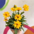 Coreopsis grandiflora 'Illico' [British Grown Herbaceous Perennial] - Sprouts of Bristol