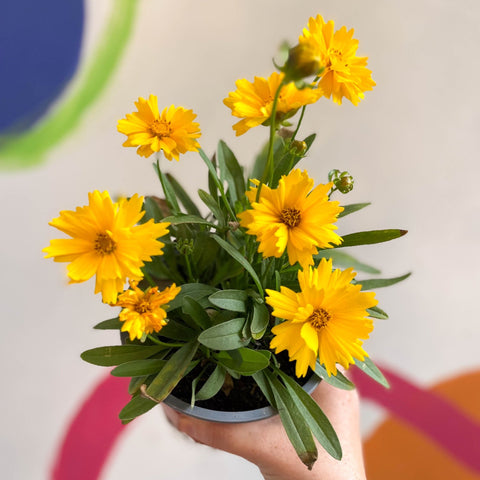 Coreopsis grandiflora 'Illico' [British Grown Herbaceous Perennial] - Sprouts of Bristol