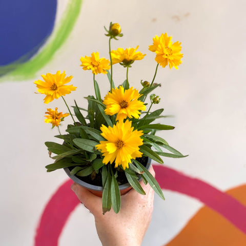 Coreopsis grandiflora 'Illico' [British Grown Herbaceous Perennial] - Sprouts of Bristol