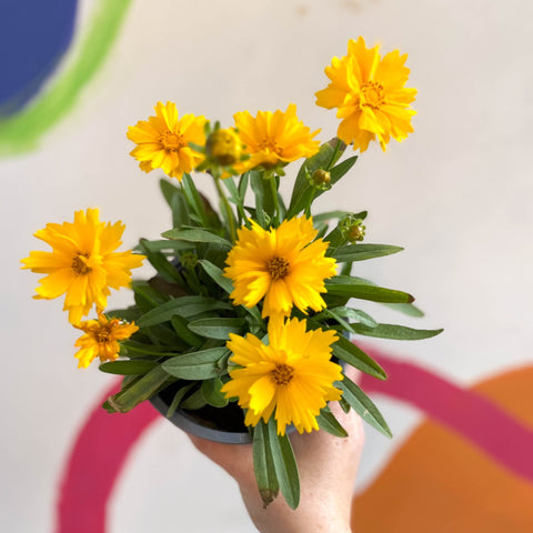 Coreopsis grandiflora 'Illico' [British Grown Herbaceous Perennial] - Sprouts of Bristol