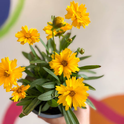 Coreopsis grandiflora 'Illico' [British Grown Herbaceous Perennial] - Sprouts of Bristol