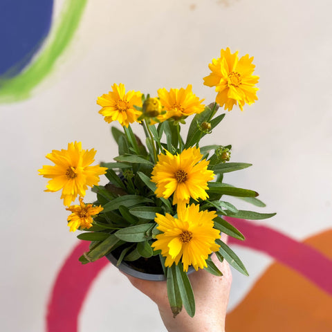 Coreopsis grandiflora 'Illico' [British Grown Herbaceous Perennial] - Sprouts of Bristol