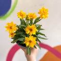 Coreopsis grandiflora 'Illico' [British Grown Herbaceous Perennial] - Sprouts of Bristol