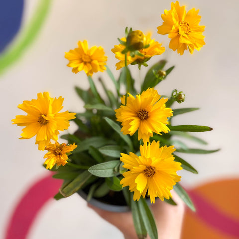 Coreopsis grandiflora 'Illico' [British Grown Herbaceous Perennial] - Sprouts of Bristol