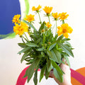 Coreopsis grandiflora 'Presto' [Herbaceous Perennial] - Sprouts of Bristol