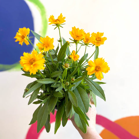 Coreopsis grandiflora 'Presto' [Herbaceous Perennial] - Sprouts of Bristol