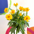 Coreopsis grandiflora 'Presto' [Herbaceous Perennial] - Sprouts of Bristol