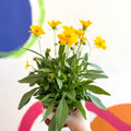 Coreopsis grandiflora 'Presto' [Herbaceous Perennial] - Sprouts of Bristol