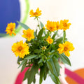 Coreopsis grandiflora 'Presto' [Herbaceous Perennial] - Sprouts of Bristol