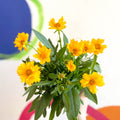 Coreopsis grandiflora 'Presto' [Herbaceous Perennial] - Sprouts of Bristol