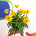 Coreopsis grandiflora 'Presto' [Herbaceous Perennial] - Sprouts of Bristol