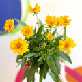 Coreopsis grandiflora 'Presto' [Herbaceous Perennial] - Sprouts of Bristol