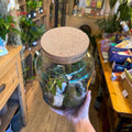 Cork Lid - Perfect Fit for Terrariums and Glass Jars - Various Sizes - Sprouts of Bristol