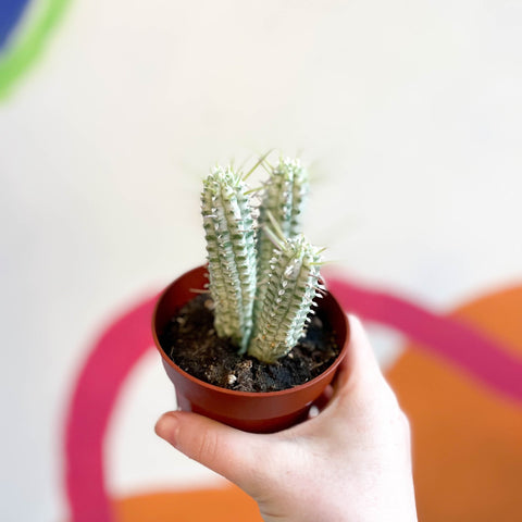 corn cob succulent Corn Cob Cactus