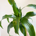 Corn Plant - Dracaena fragrans 'Dorado' - Sprouts of Bristol