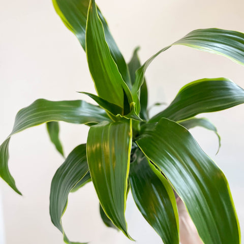 Corn Plant - Dracaena fragrans 'Dorado' - Sprouts of Bristol