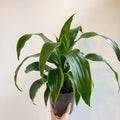 Corn Plant - Dracaena fragrans 'Dorado' - Sprouts of Bristol