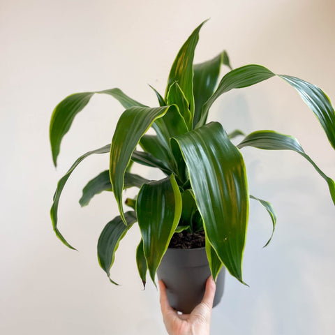 Corn Plant - Dracaena fragrans 'Dorado' - Sprouts of Bristol