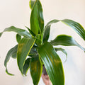 Corn Plant - Dracaena fragrans 'Dorado' - Sprouts of Bristol