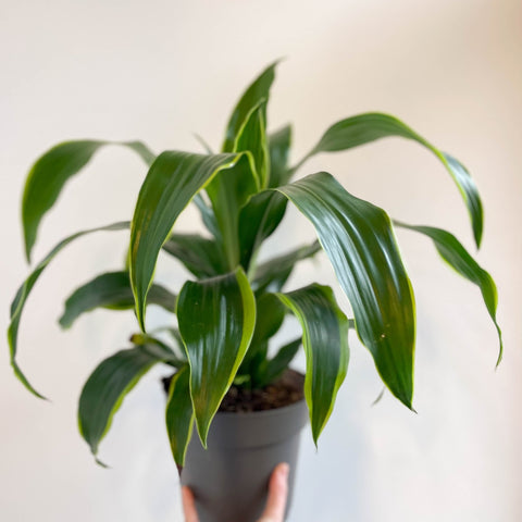 Corn Plant - Dracaena fragrans 'Dorado' - Sprouts of Bristol