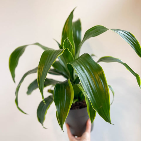 Corn Plant - Dracaena fragrans 'Dorado' - Sprouts of Bristol