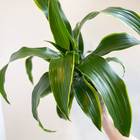 dracaena dorado cats Corn Plant