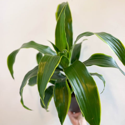 Corn Plant - Dracaena fragrans 'Dorado' - Sprouts of Bristol