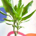 Corn Plant - Dracaena fragrans 'Gold Coast' - Sprouts of Bristol