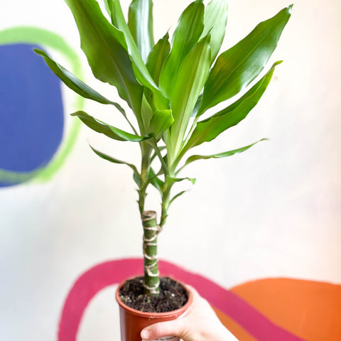 dracaena fragrans golden coast Corn Plant