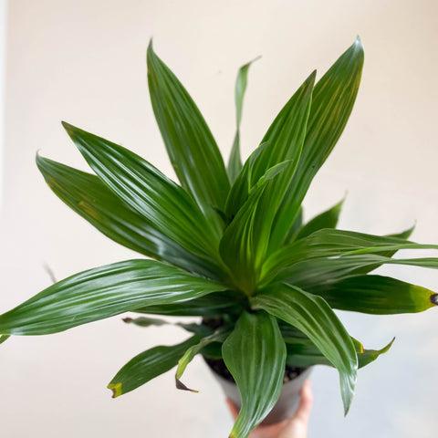 Corn Plant - Dracaena fragrans 'Green Jewel' - Sprouts of Bristol