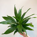 Corn Plant - Dracaena fragrans 'Green Jewel' - Sprouts of Bristol