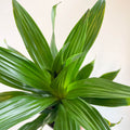 Corn Plant - Dracaena fragrans 'Green Jewel' - Sprouts of Bristol