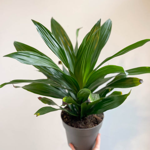 Corn Plant - Dracaena fragrans 'Green Jewel' - Sprouts of Bristol