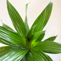 Corn Plant - Dracaena fragrans 'Green Jewel' - Sprouts of Bristol