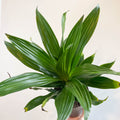 Corn Plant - Dracaena fragrans 'Green Jewel' - Sprouts of Bristol