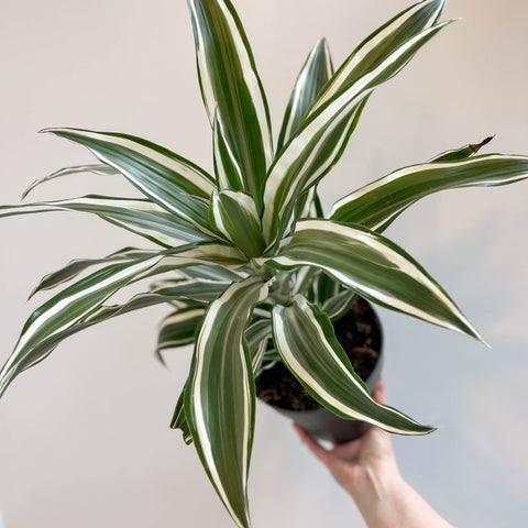 dracaena fragrans kanzi Corn Plant