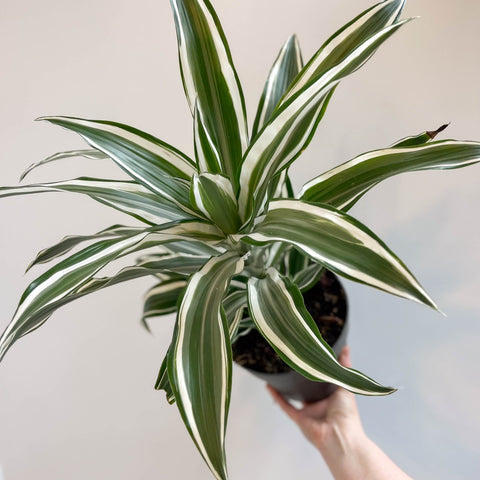 Corn Plant - Dracaena fragrans 'Kanzi' - Sprouts of Bristol