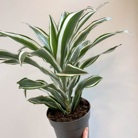 Corn Plant - Dracaena fragrans 'Kanzi' - Sprouts of Bristol