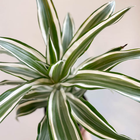 Corn Plant - Dracaena fragrans 'Kanzi' - Sprouts of Bristol