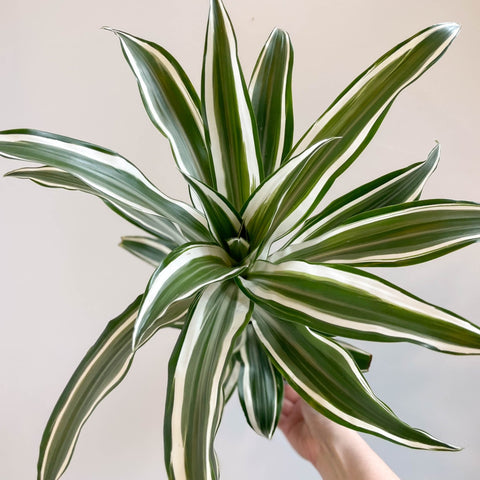 Corn Plant - Dracaena fragrans 'Kanzi' - Sprouts of Bristol