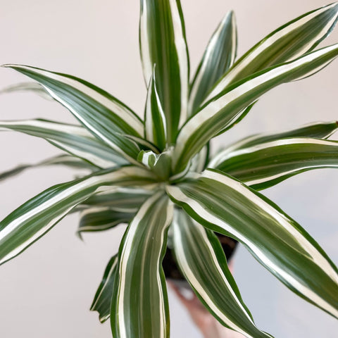 Corn Plant - Dracaena fragrans 'Kanzi' - Sprouts of Bristol